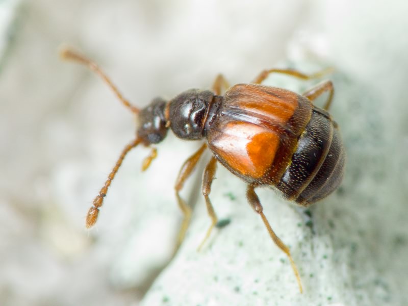 Rybaxis longicornis (Leach, 1817)